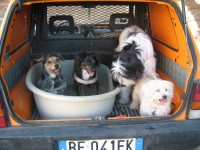 /album/associane-amici-miei/a080-jpg/